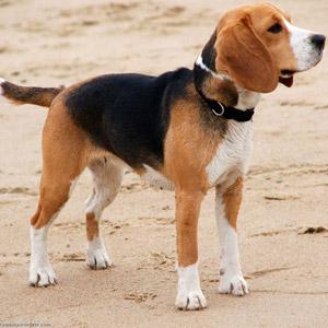 Adopta Beagle