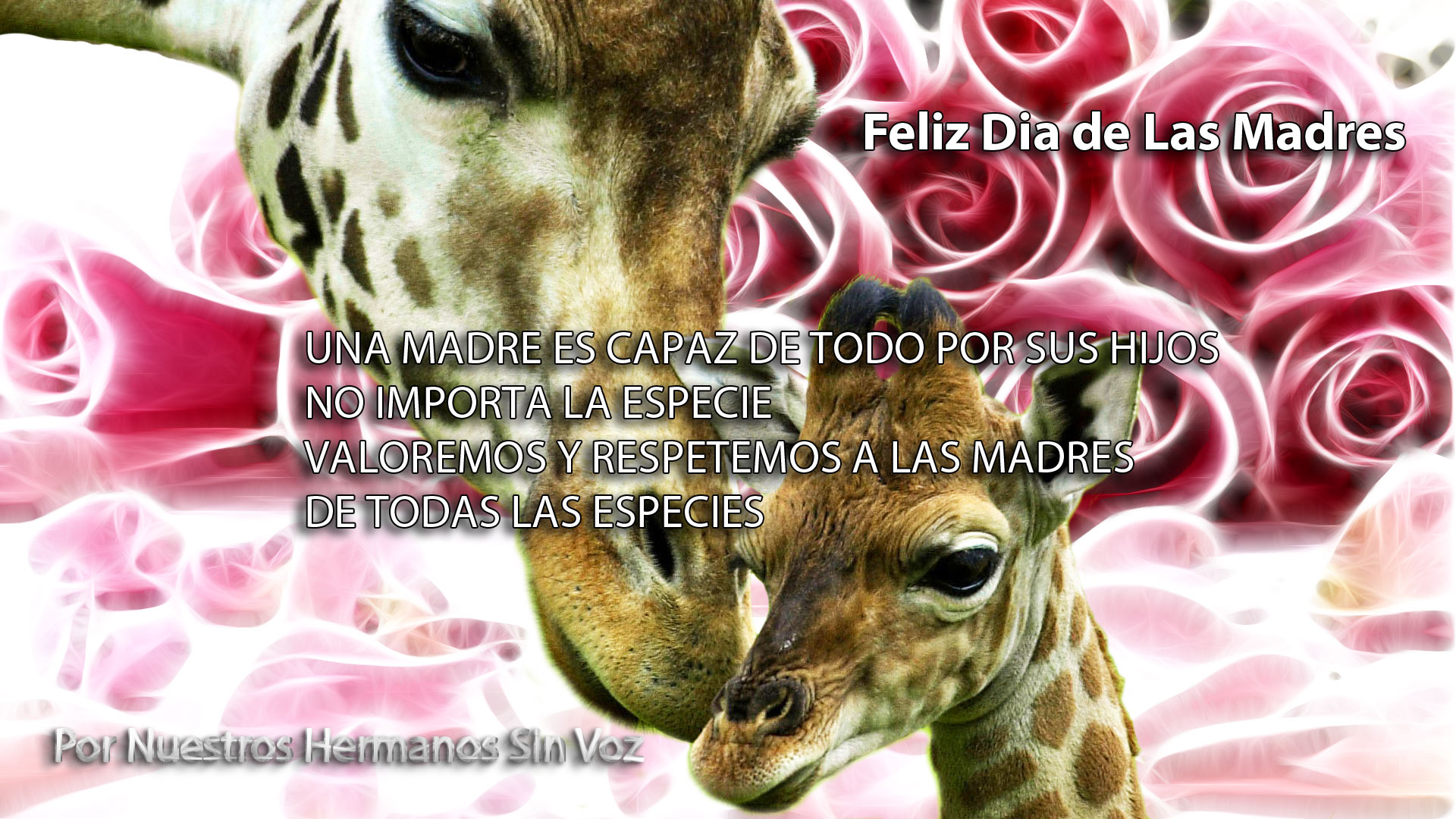 mama_jirafa