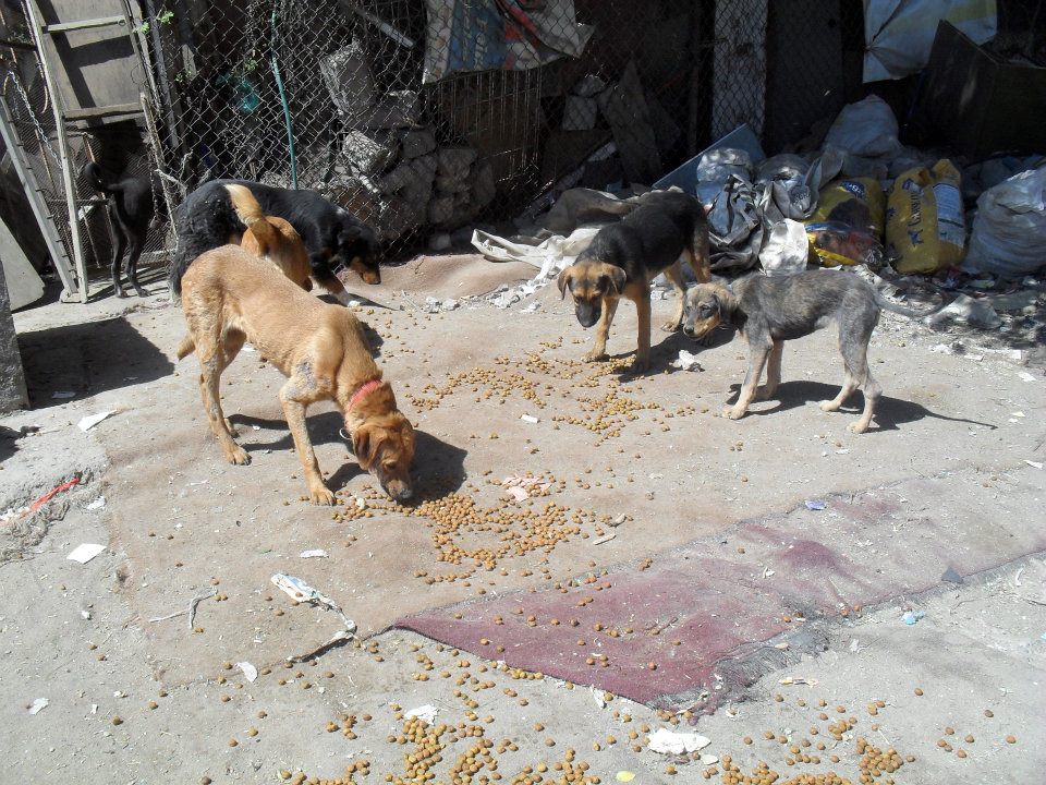 rescatados_001